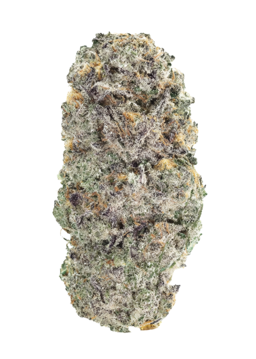 Black Maple 22 x Tropicanna Cookies