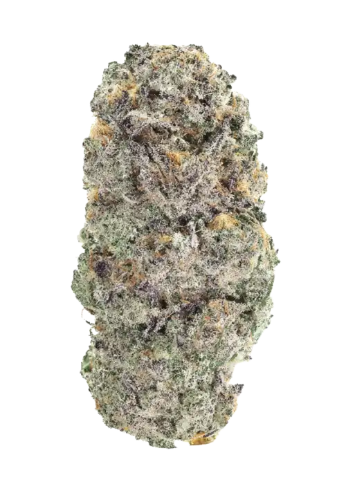 Black Maple 22 x Tropicanna Cookies