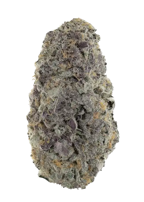 Bangkok Purple