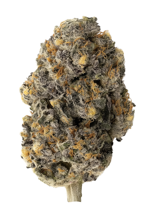 Black Lotus by Maven Genetics