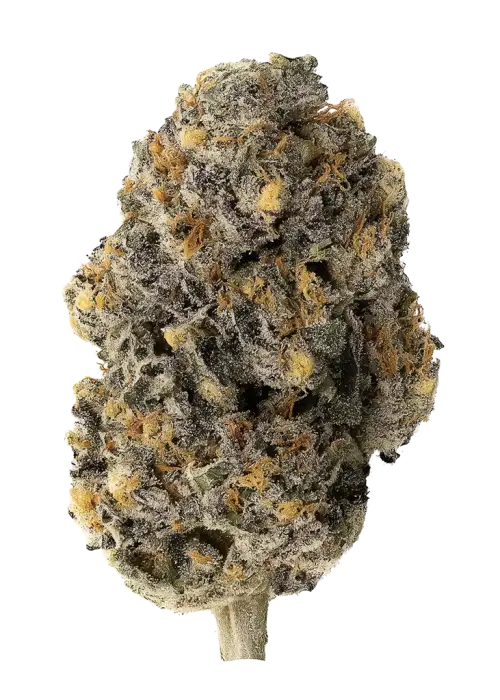 Black Lotus by Maven Genetics