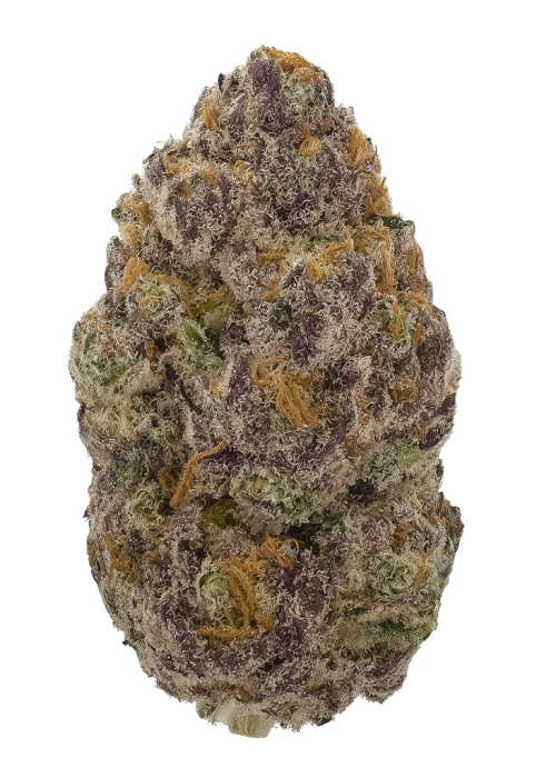 Knockout by Archive Seed Bank