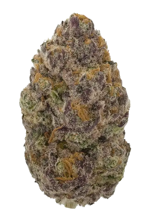 Knockout by Archive Seed Bank