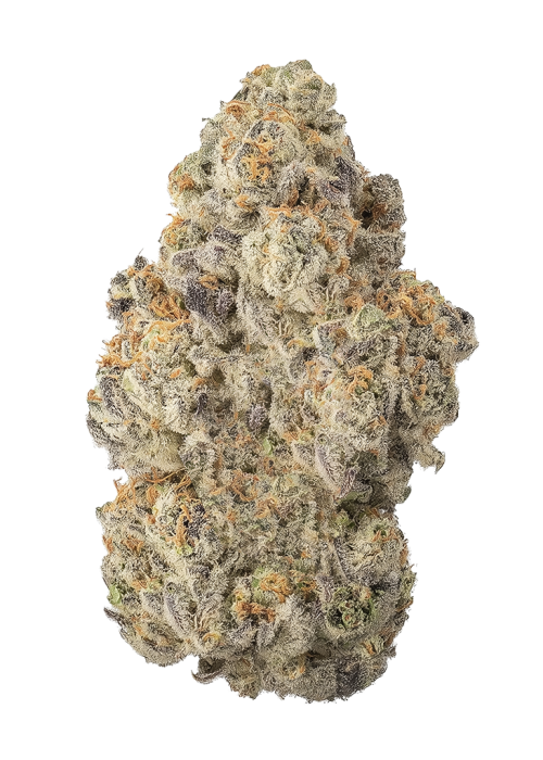 Red Bottoms by Ziplock Seeds