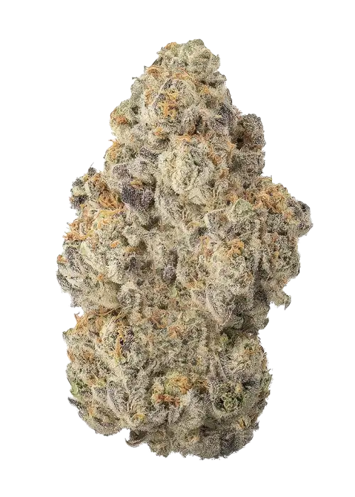 Red Bottoms by Ziplock Seeds