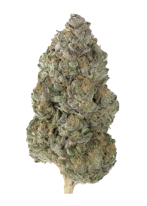 Breesh