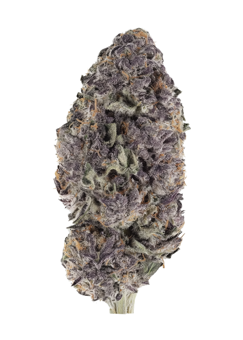 Ridgeline Rose