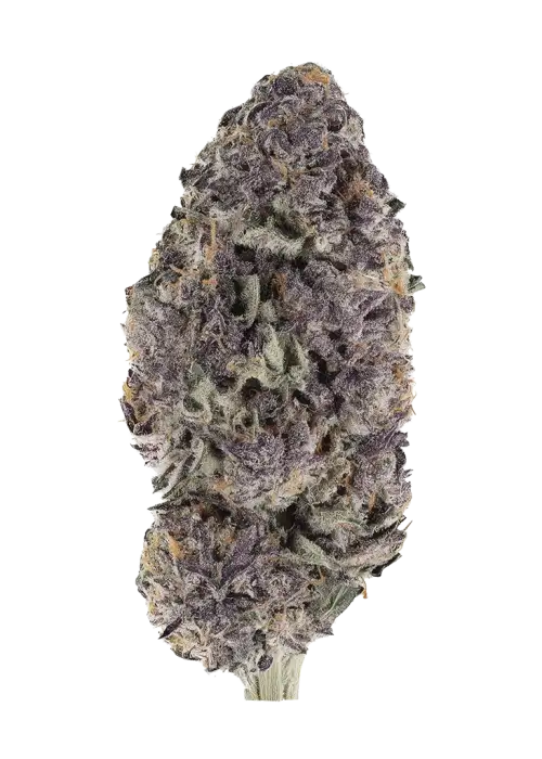 Ridgeline Rose