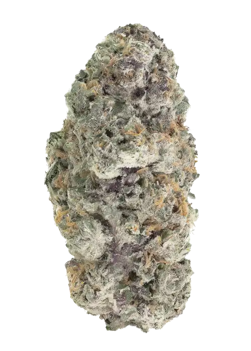 Platinum Lantz