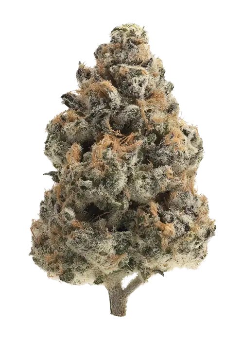 Orange Slime