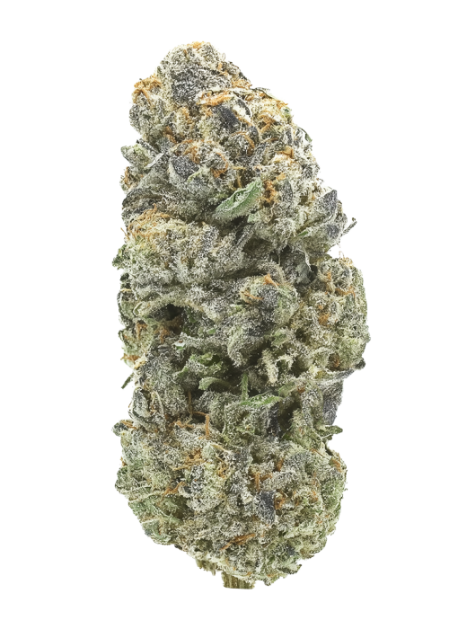 Midori Reserve