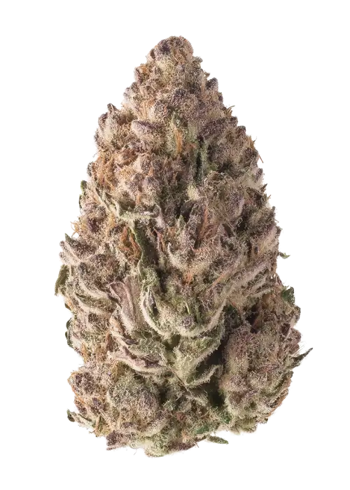 Zushi Breath