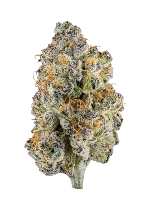 Black Graple