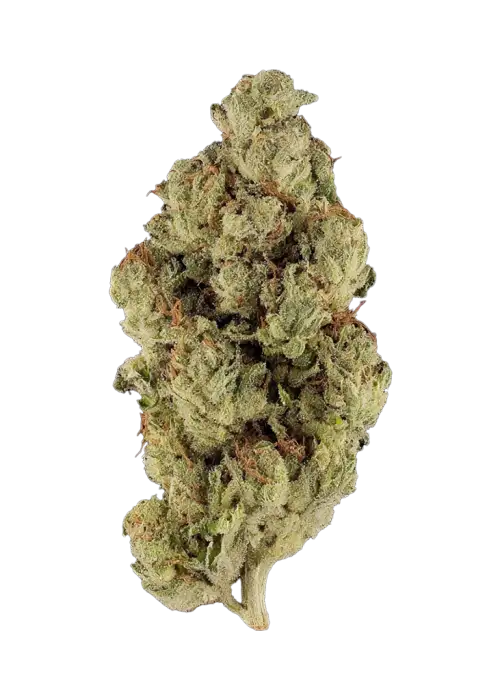 Spritzkhana