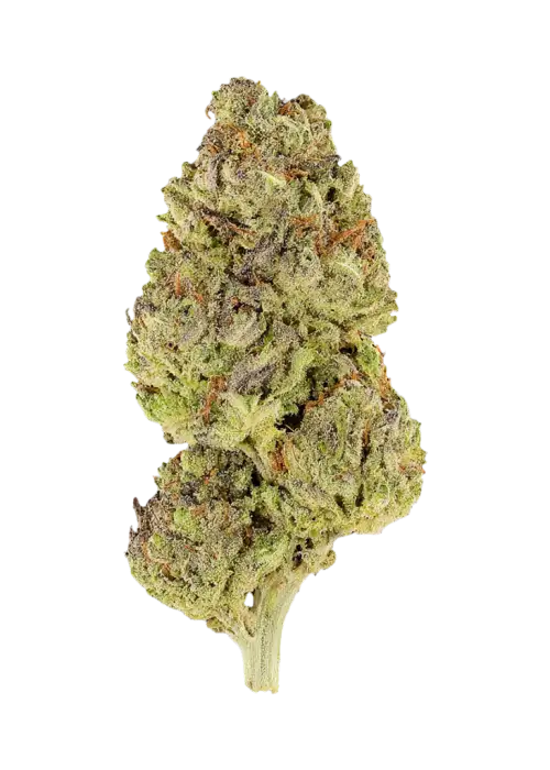 Grubba
