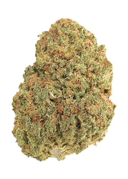 Pina OZ