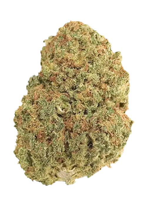 Pina OZ