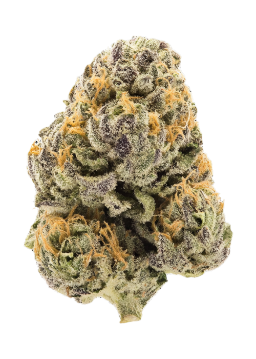 Primal Guava