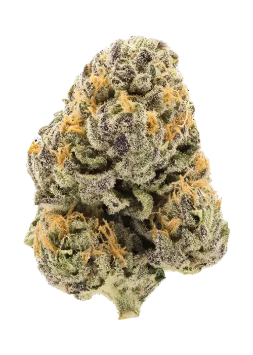 Primal Guava