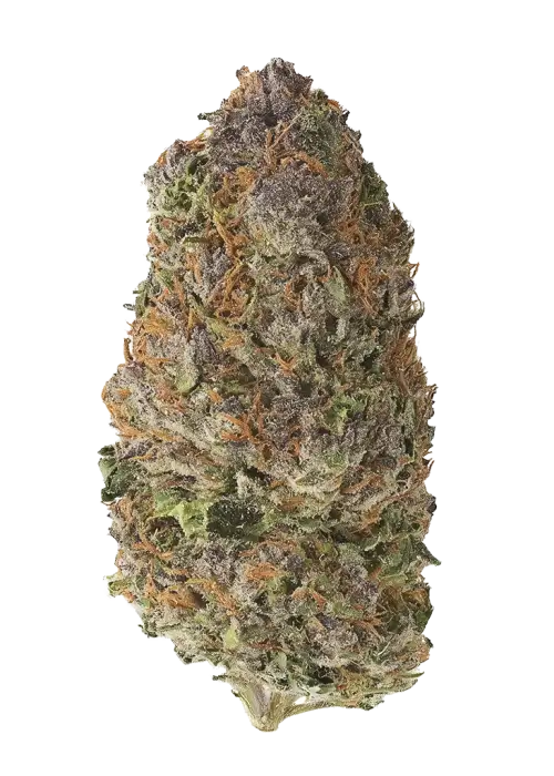 ZOM #6