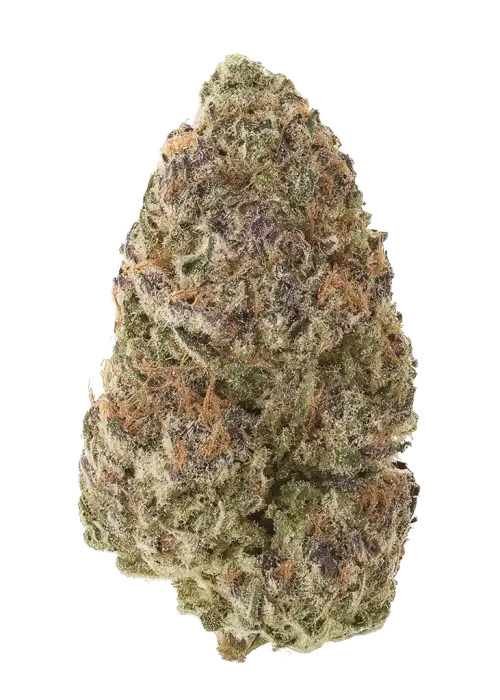 Le Boof