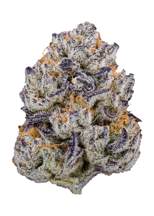 Blue Agave by Cookies