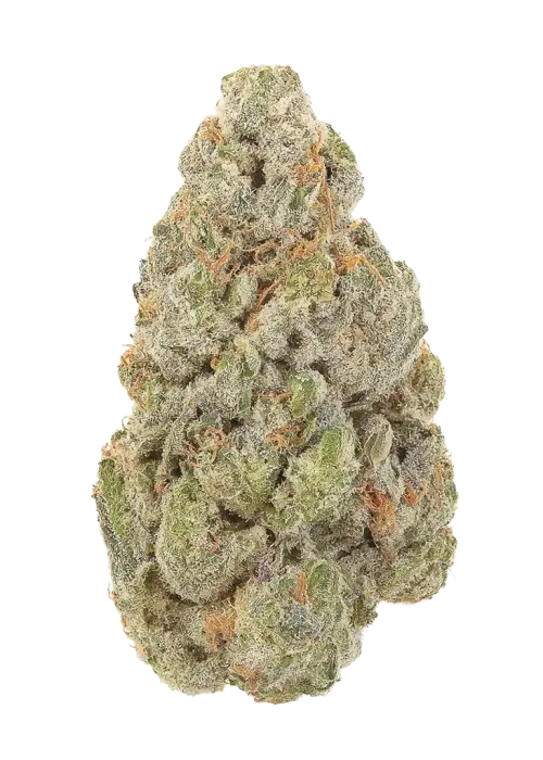 Drago