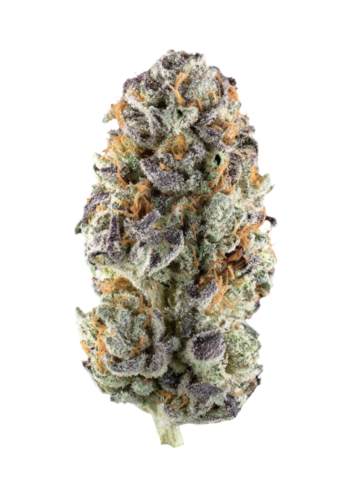 Prizmatic by Exotic Genetix