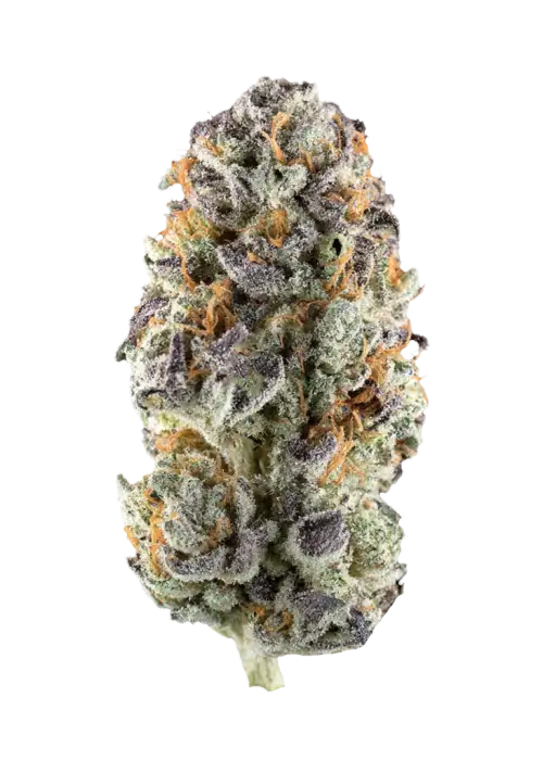 Prizmatic by Exotic Genetix