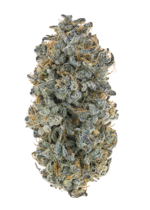 High Voltage by Exotic Genetix