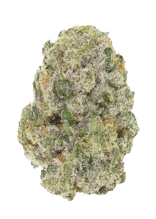 Black Cherry Pie by In House Genetics