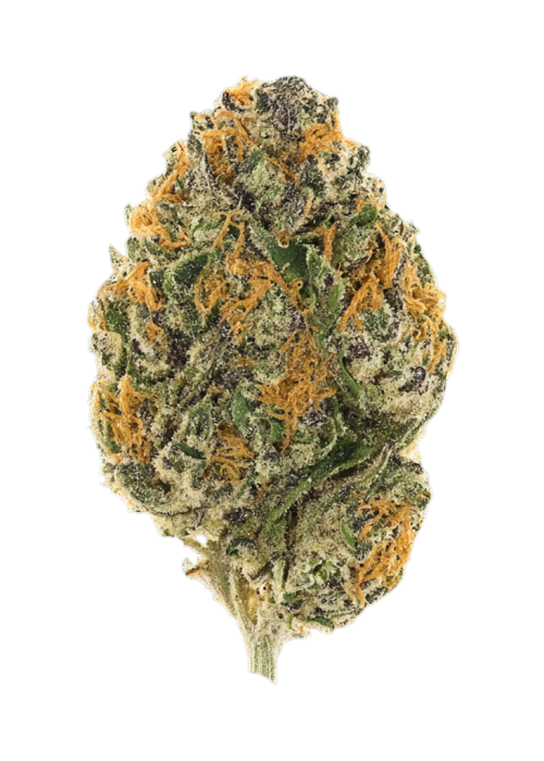 Zazooka by EZ Genetics
