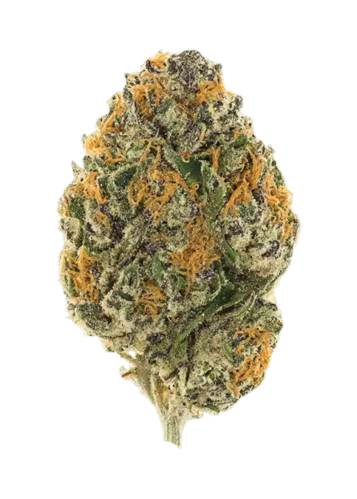 Zazooka by EZ Genetics