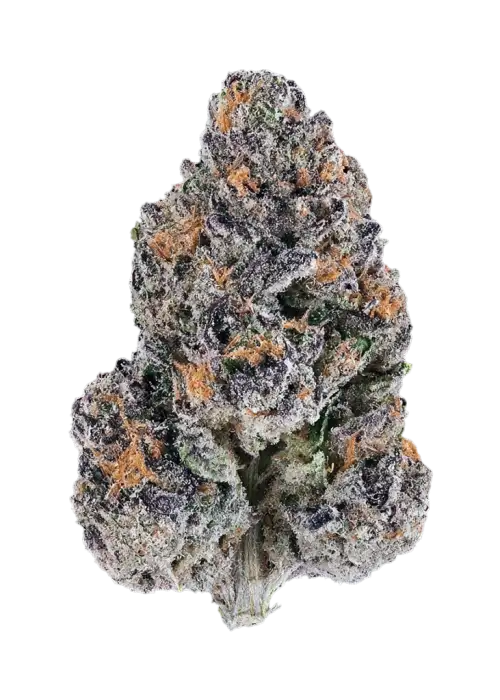 Bacio Breath