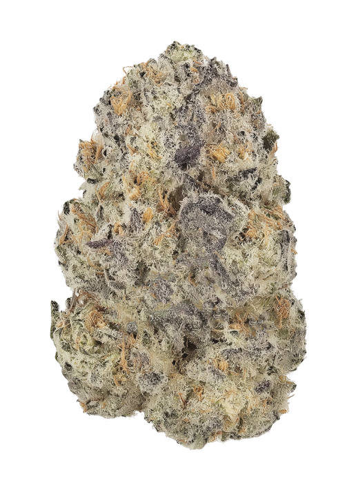 Black Sugar by In House Genetics