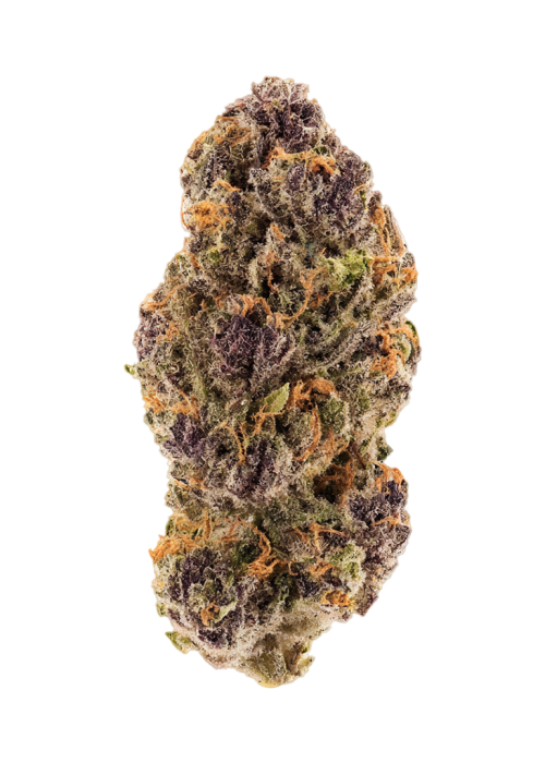 Tropic Truffle