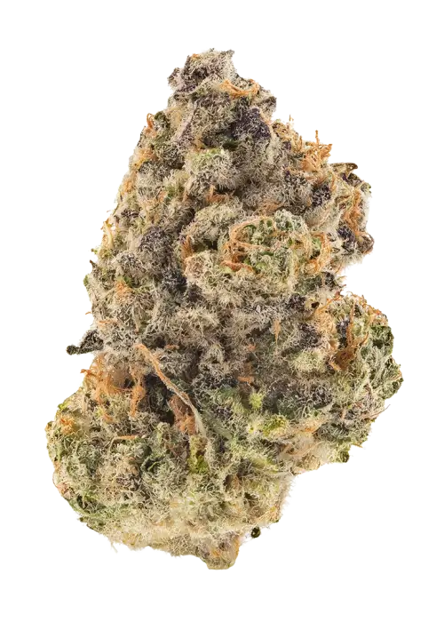 Terp Daddy