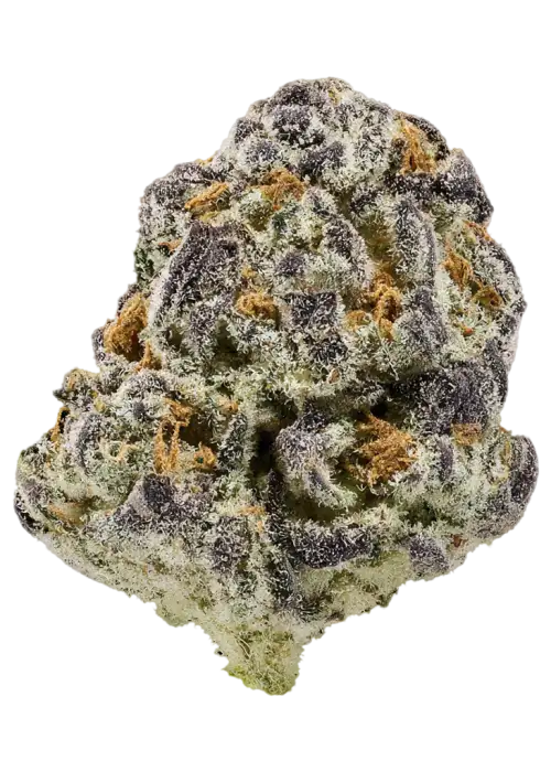 Apple Jax