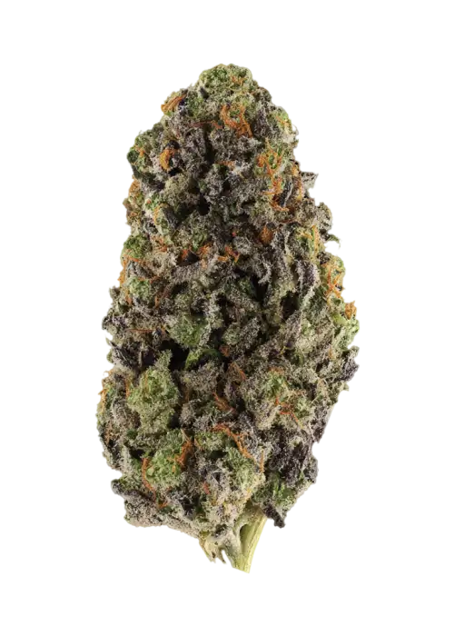 Black Cherry Slur-P