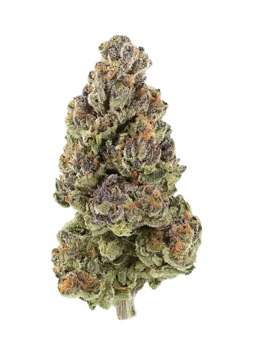 Rose Fuel