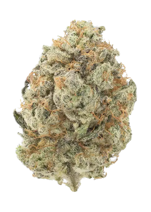 Truffle Bomb
