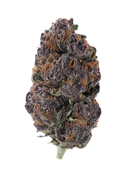 Black Moon Flower