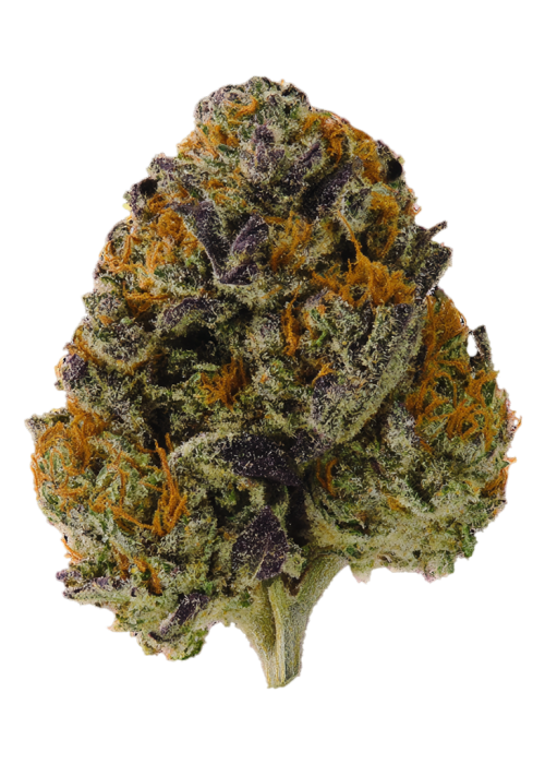 Papaya Khloroform