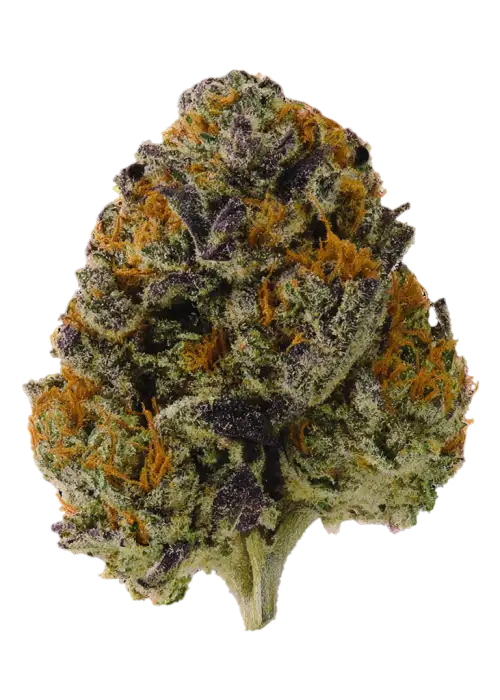 Papaya Khloroform