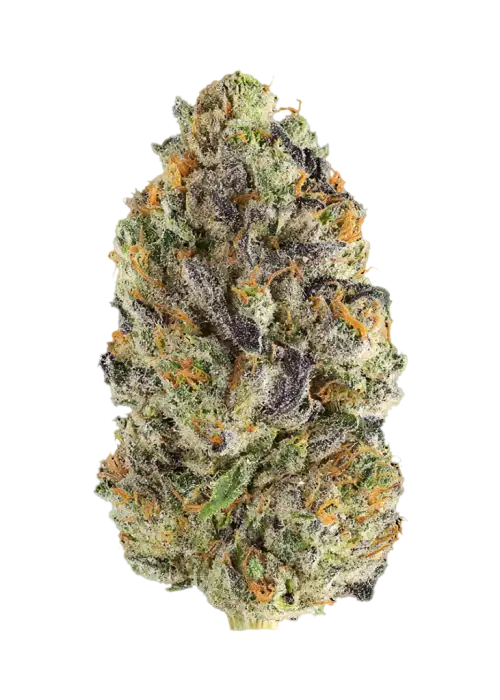 Cherry Crush by Byrd Seed