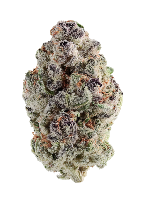 Plum Paradise