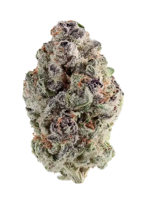 Plum Paradise