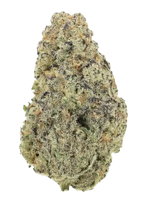 Lemon Tree Auto