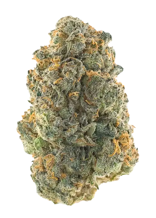 GMO Auto