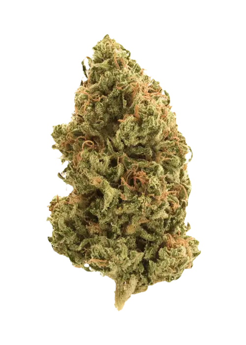 Butterscotch Walker